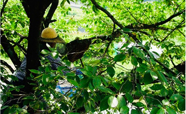 譌・譛ャ縺ソ縺、縺ー縺。縺ョ陷り惧1,200g 繝溘ヤ繝舌メ 陷懆怩 蟶悟ー 蟷サ 繝代Φ繧ア繝シ繧ュ 繧ケ繧、繝シ繝 闃ア 縺セ繧阪d縺 邏泌嵜逕」 F21K-044