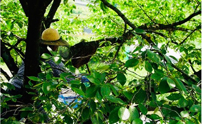 æ¥æ¬ã¿ã€ã°ã¡ã®èè300g ãããã èè åžå° å¹» ãã³ã±ãŒã çŽ
è¶ ã¹ã€ãŒã è± ãŸããã çŽåœç£ F21K-042