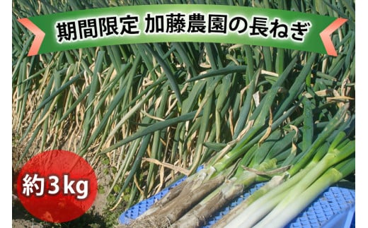 産地直送！加藤農園の長ねぎ 約3kg【12月下旬より順次発送】｜数量限定 期間限定 長ネギ 葱 白ねぎ 白ネギ 野菜 国産 甘楽町産 群馬県産 [0259]