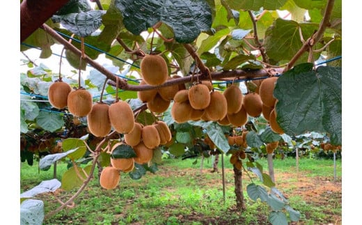 [黒澤農園] 有機栽培キウイフルーツ (約2kg) 12月中旬より順次発送｜数量限定 期間限定 キウイ ヘイワード 果物 果実 フルーツ 農家直送 産地直送 有機栽培 国産 甘楽町産 群馬県産 [0245]