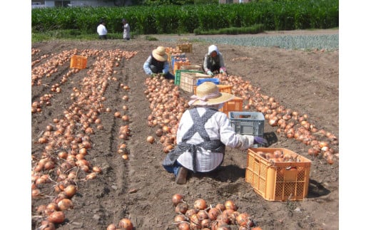 [新玉／令和8年6月から7月順次出荷予定] 産地直送！加藤農園の玉ねぎ 20kg｜数量限定 期間限定 タマネギ オニオン 玉葱 新玉ねぎ 産地直送 農家直送 野菜 新鮮野菜 国産 甘楽町産 群馬県産 先行予約 [0316]