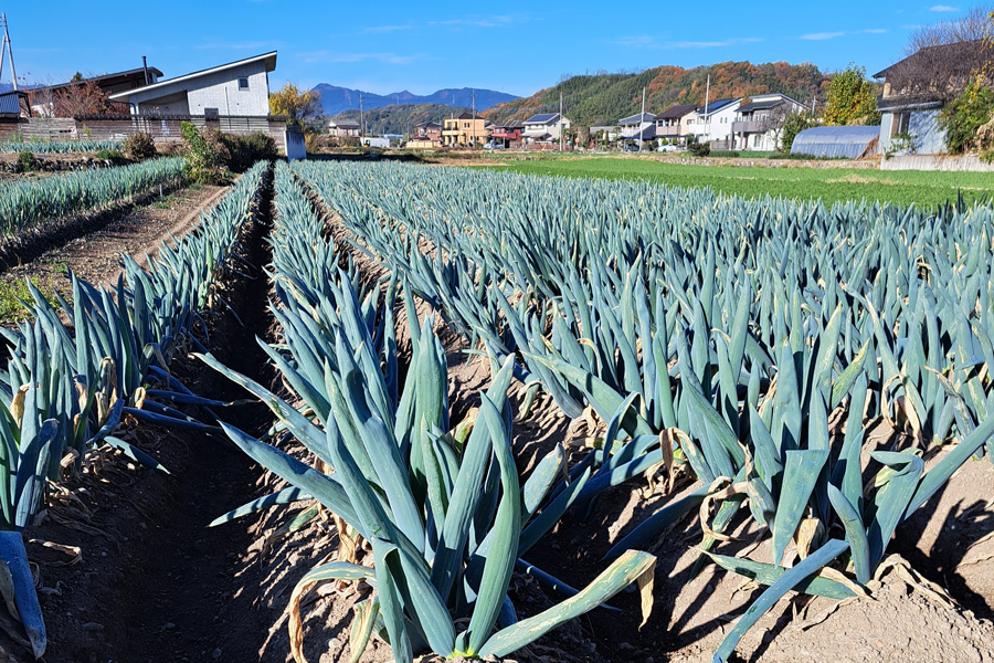 [数量限定]【訳あり】産地直送！加藤農園の下仁田ねぎ 4kg (細め) 2024年12月中旬より順次発送｜先行予約 訳あり品 冬の味覚 下仁田ネギ 鍋 すき焼き 葱 ネギ 殿様ねぎ かき揚げ 国産 群馬県産 産地直送 [0238]