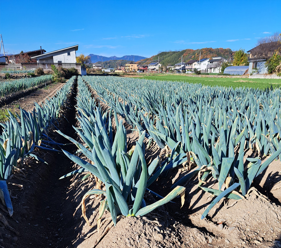 [12月中旬より順次発送] 産地直送！加藤農園の下仁田ねぎ 約4kg｜数量限定 冬の味覚 下仁田ネギ 鍋 すき焼き 葱 ネギ 殿様ねぎ かき揚げ 国産 群馬県産 産地直送 先行予約 [0181]