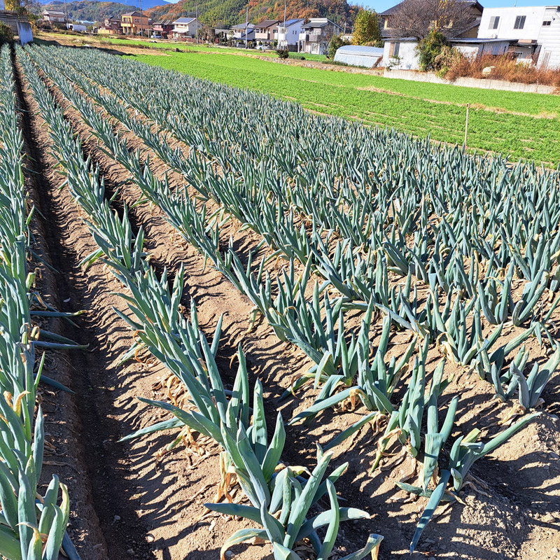 [12月中旬より順次発送] 産地直送！加藤農園の下仁田ねぎ 約4kg｜数量限定 冬の味覚 下仁田ネギ 鍋 すき焼き 葱 ネギ 殿様ねぎ かき揚げ 国産 群馬県産 産地直送 先行予約 [0181]