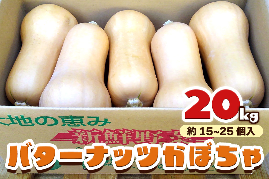 バターナッツかぼちゃ 20kg [数量限定／期間限定] 9月初旬より順次発送｜南瓜 カボチャ 産地直送 農家直送 野菜 甘楽町産 群馬県産 吉田農場 [0215]