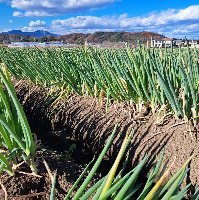 産地直送！加藤農園の「訳あり」長ねぎ 約3kg【12月下旬より順次発送】｜訳あり品 数量限定 期間限定 長ネギ 葱 白ねぎ 白ネギ 野菜 国産 甘楽町産 群馬県産 [0260]