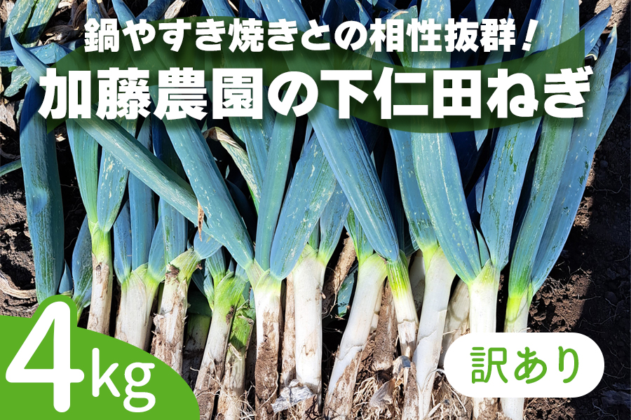 [数量限定]【訳あり】産地直送！加藤農園の下仁田ねぎ 4kg (細め) 2024年12月中旬より順次発送｜先行予約 訳あり品 冬の味覚 下仁田ネギ 鍋 すき焼き 葱 ネギ 殿様ねぎ かき揚げ 国産 群馬県産 産地直送 [0238]