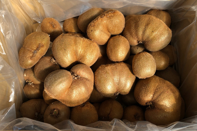 [訳あり] 有機栽培キウイフルーツ (約4kg)[黒澤農園]｜数量限定 期間限定 キウイ ヘイワード 果物 果実 フルーツ 農家直送 産地直送 有機栽培 国産 甘楽町産 群馬県産 訳あり品 [0305]