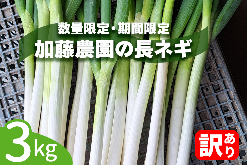 産地直送！加藤農園の「訳あり」長ねぎ 約3kg【12月下旬より順次発送】｜訳あり品 数量限定 期間限定 長ネギ 葱 白ねぎ 白ネギ 野菜 国産 甘楽町産 群馬県産 [0260]