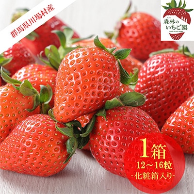 森林の力で育った朝摘みいちご1箱　【12〜16粒入り】【配送不可地域：離島・北海道・沖縄県・中国・四国・九州】【1033308】