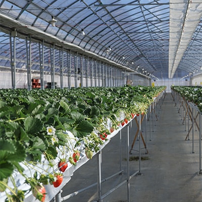 森林の力で育った朝摘みいちご1箱　【12〜16粒入り】【配送不可地域：離島・北海道・沖縄県・中国・四国・九州】【1033308】