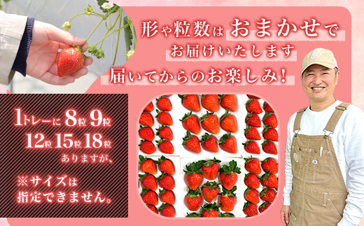 群馬県やよいひめ（いちご）約1.6kg【３年連続金賞受賞！】