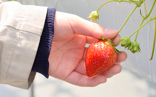 ＜数量限定！！＞フレッシュベリーの完熟冷凍いちご！大中小サイズ混合約２kg（１kg×２袋）やよいひめ・かおり野・紅ほっぺ・もういっこ ≪イチゴ 苺 ジャム ヨーグルト おやつ≫