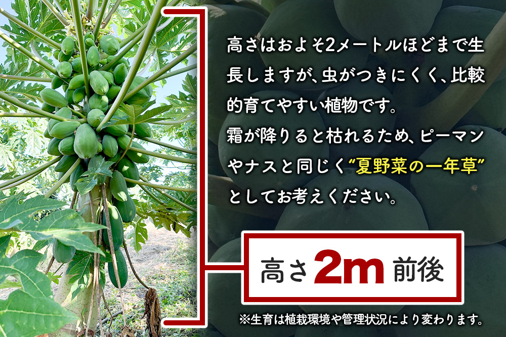 果物 苗 青パパイヤ 苗木 10本 群馬県板倉町 3寸ポット