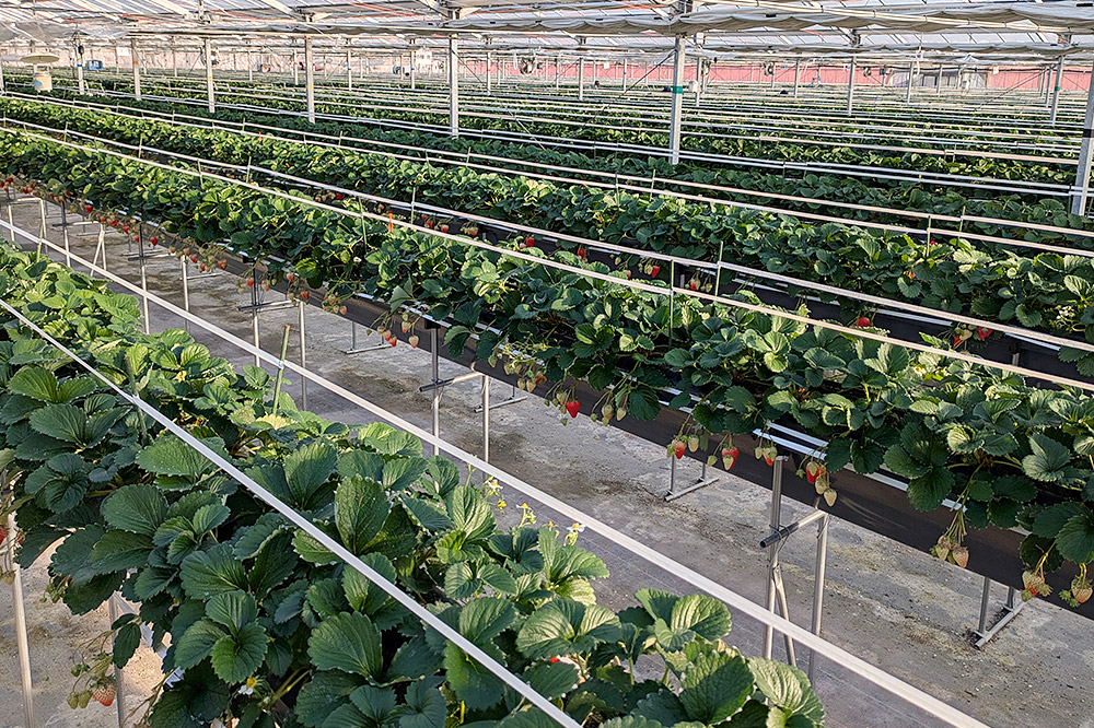 【東北・関東・東海・北陸・近畿 限定配送】いちご「紅ほっぺ」９粒〜 (2パック計830g以上)【12月中旬から順次発送】イチゴ 苺 あまい １粒35g以上の特大粒を厳選 産地直送ならではの大きさと赤さ 一般市場には流通しない厳選のいちご 数量限定