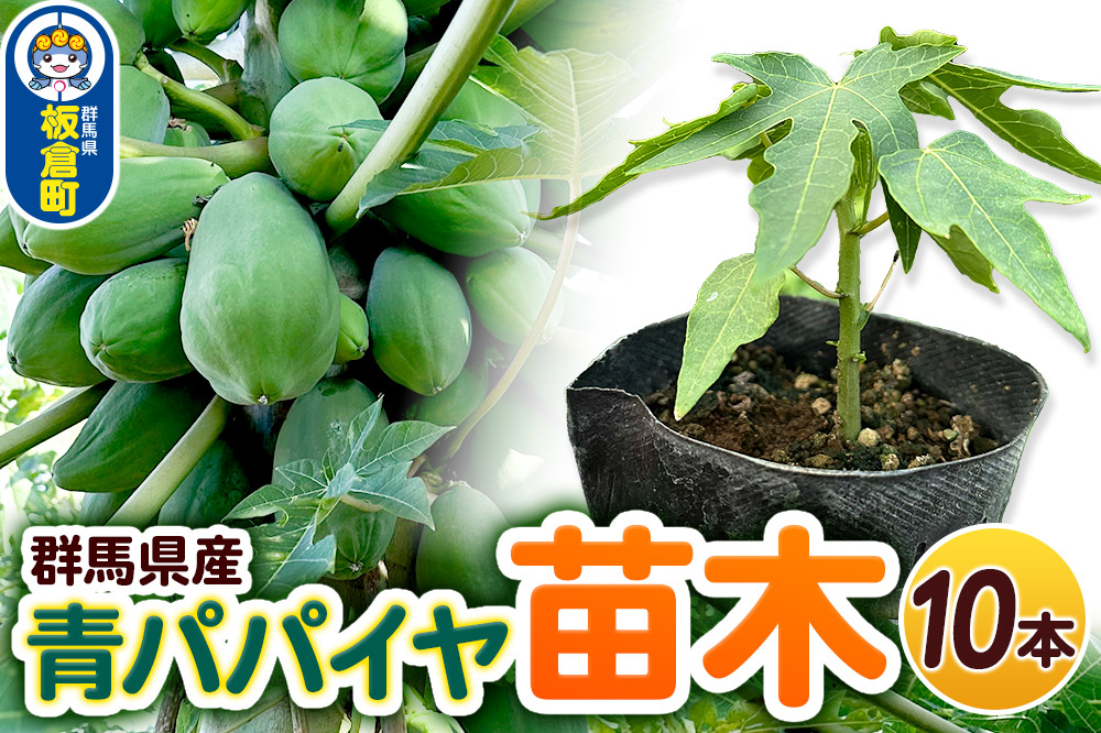 果物 苗 青パパイヤ 苗木 10本 群馬県板倉町 3寸ポット