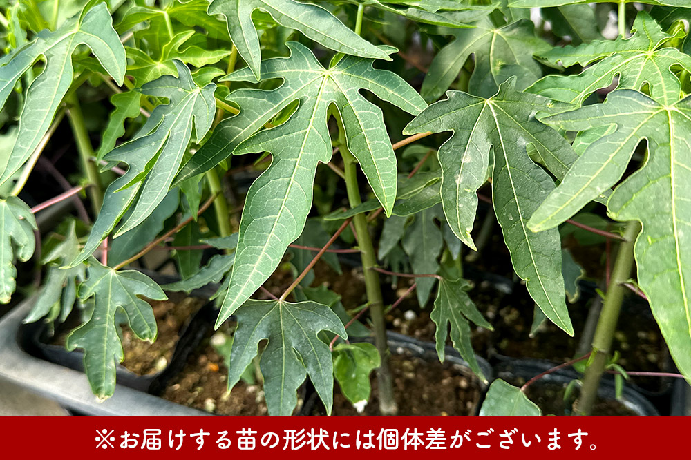 果物 苗 青パパイヤ 苗木 5本 群馬県板倉町 3寸ポット