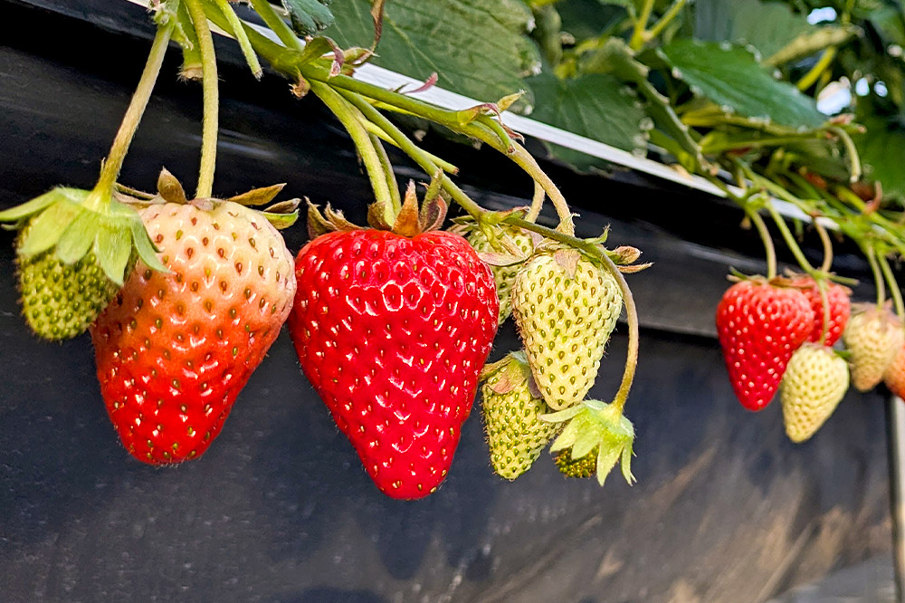 【東北・関東・東海・北陸・近畿 限定配送】いちご「紅ほっぺ」９粒〜 (2パック計830g以上)【12月中旬から順次発送】イチゴ 苺 あまい １粒35g以上の特大粒を厳選 産地直送ならではの大きさと赤さ 一般市場には流通しない厳選のいちご 数量限定