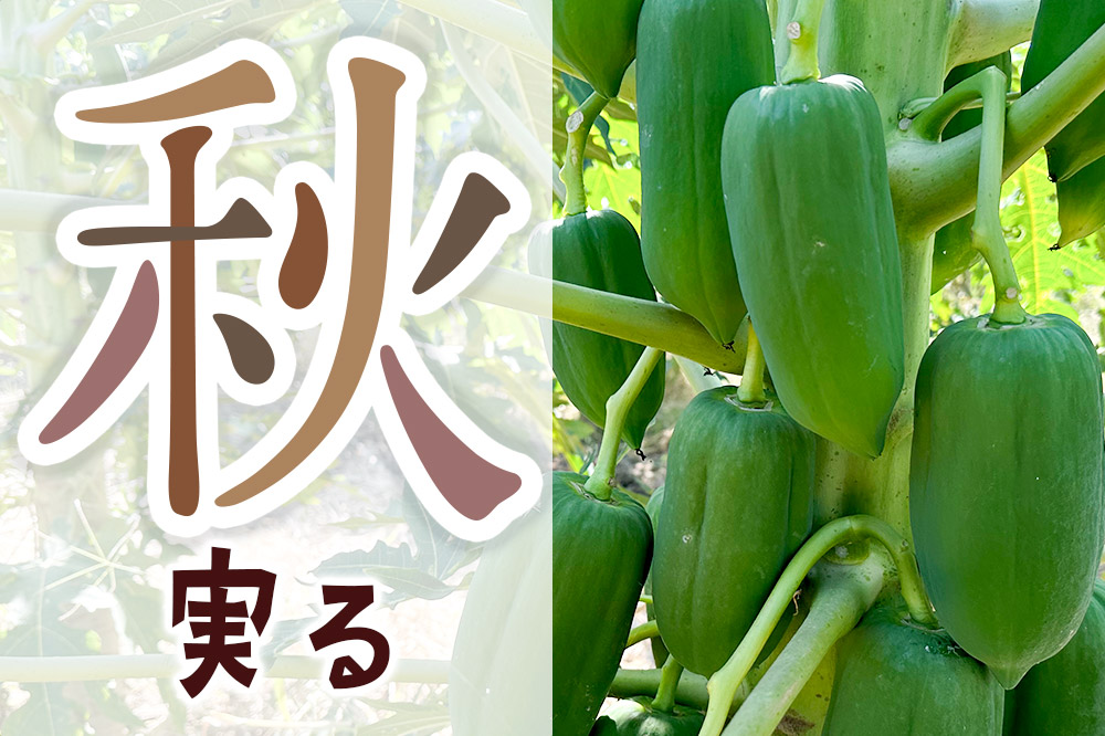 譫懃黄 闍 髱偵ヱ繝代う繝、 闍玲惠 2譛ャ 鄒、鬥ャ逵梧攸蛟臥伴 3蟇ク繝昴ャ繝