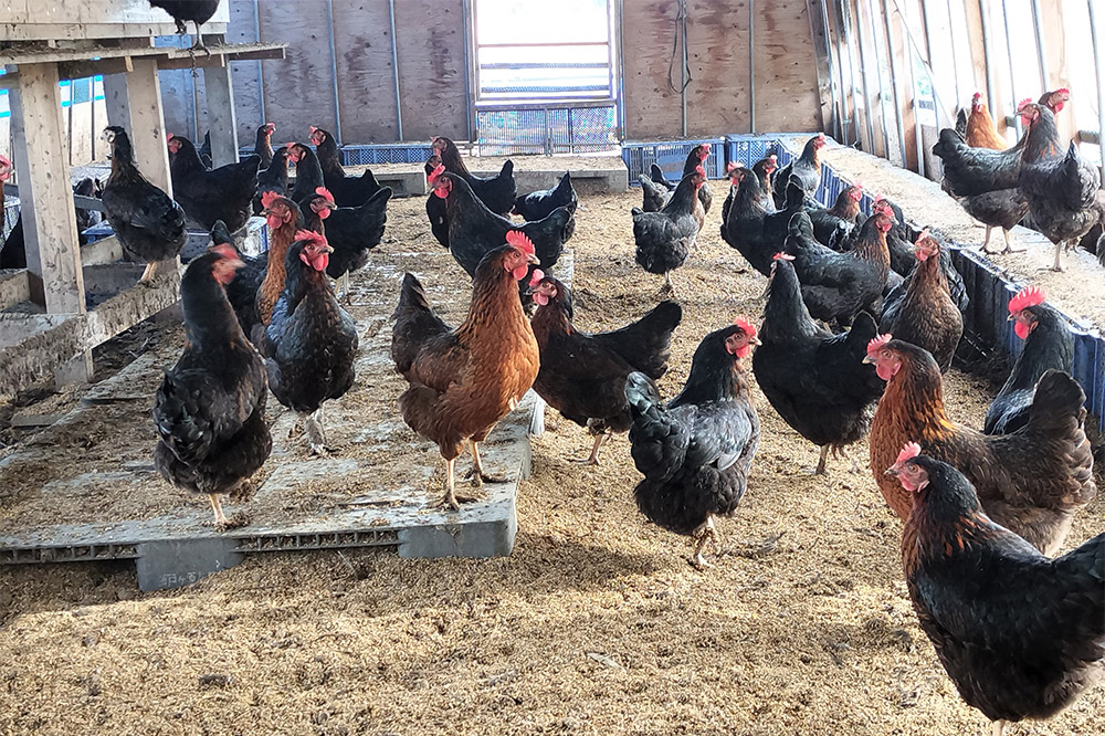 繝阪Λ縺ョ讌オ縺ソ 蜊オ 縺溘∪縺 10蛟具シ10蛟凝1繝代ャ繧ッシ