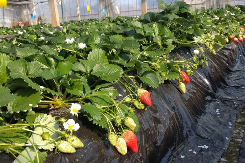 ãã¡ãïŒãããã²ãïŒäžç² 4ãã㯠æ¡ãããŠèºïŒç£å°çŽé ã€ã㎠ã¹ããããªãŒ ç