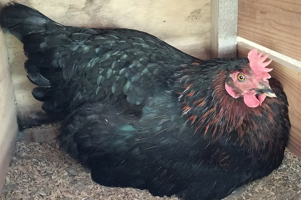 繝阪Λ縺ョ讌オ縺ソ 蜊オ 縺溘∪縺 10蛟具シ10蛟凝1繝代ャ繧ッシ