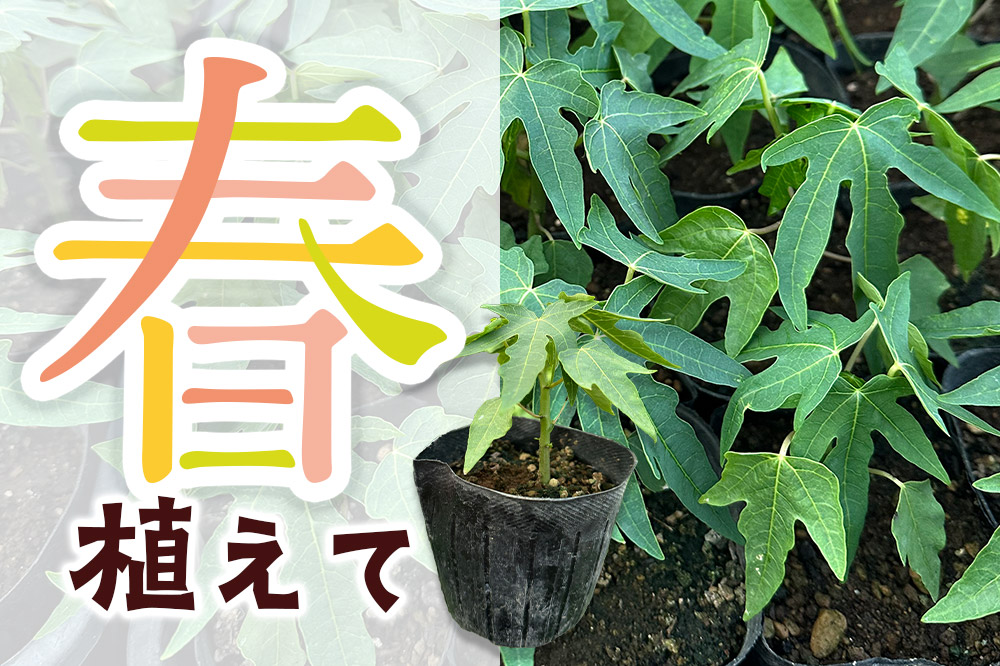 果物 苗 青パパイヤ 苗木 5本 群馬県板倉町 3寸ポット