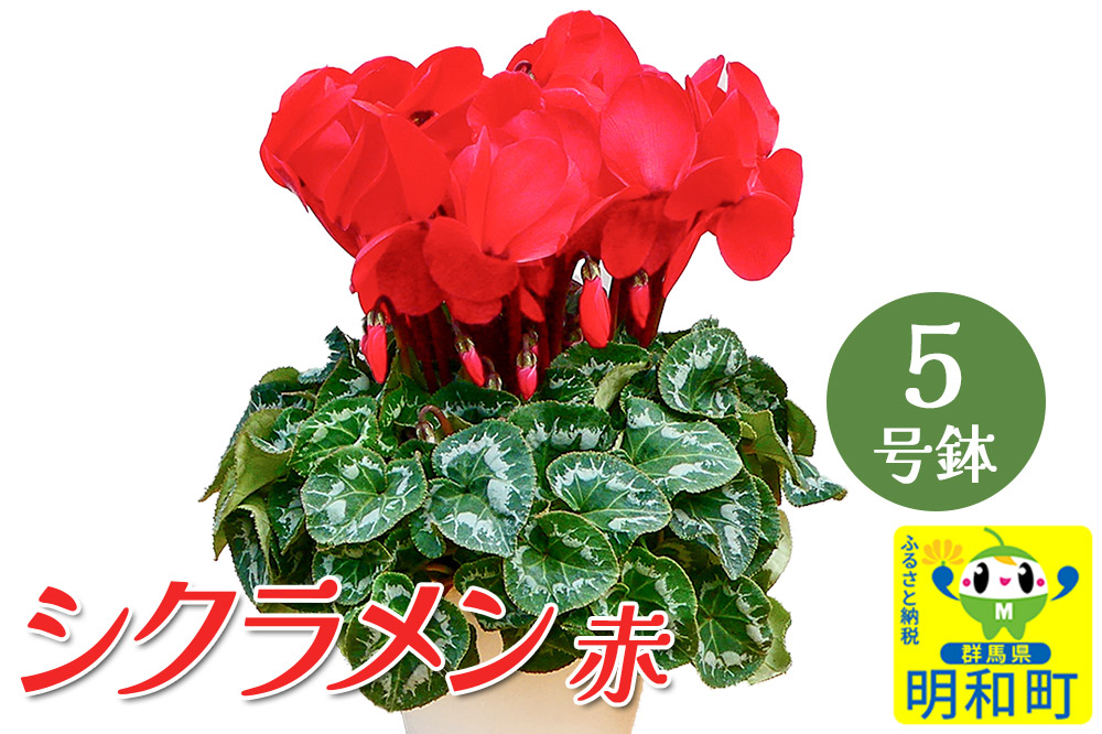 シクラメン（赤） 5号鉢 長持ち 育て方が簡単 冬の花 ＜期間限定＞