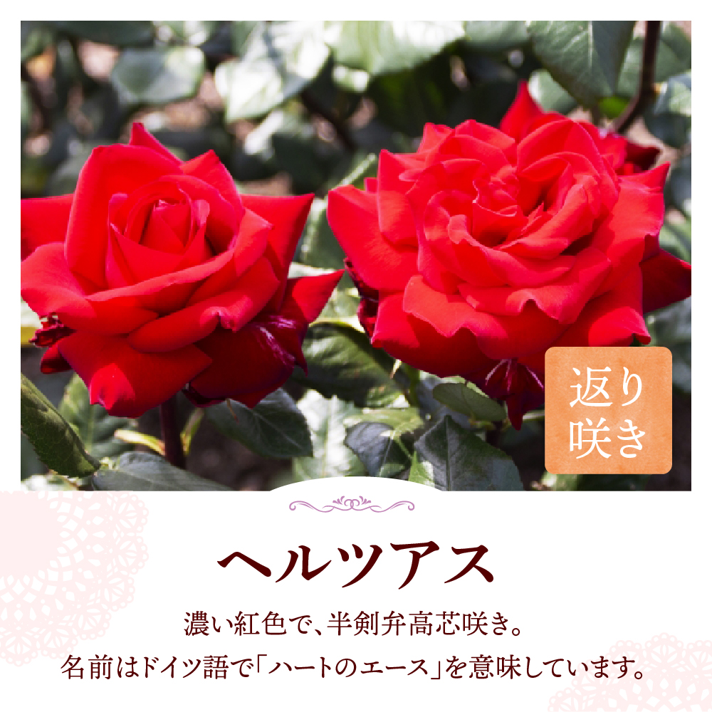 ã矀銬çå代ç°ããã«ãã¢ã¹ãããã©ãã颿€ããïŒå·é¢ãéŽæšã¬ãŒãã³