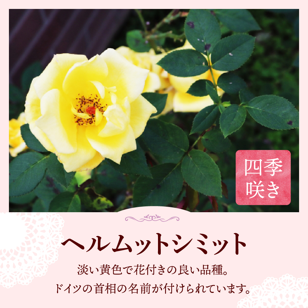 ã矀銬çå代ç°ããã«ã ããã·ããããããã©ãã颿€ããïŒå·é¢ãéŽæšã¬ãŒãã³