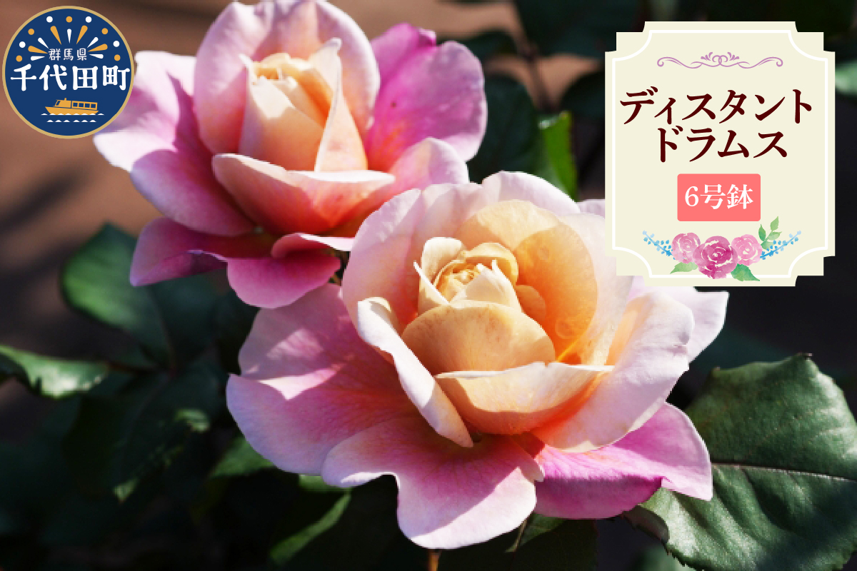 【群馬県千代田】ディスタントドラムス　【バラ】　鉢植え　６号鉢　鈴木ガーデン