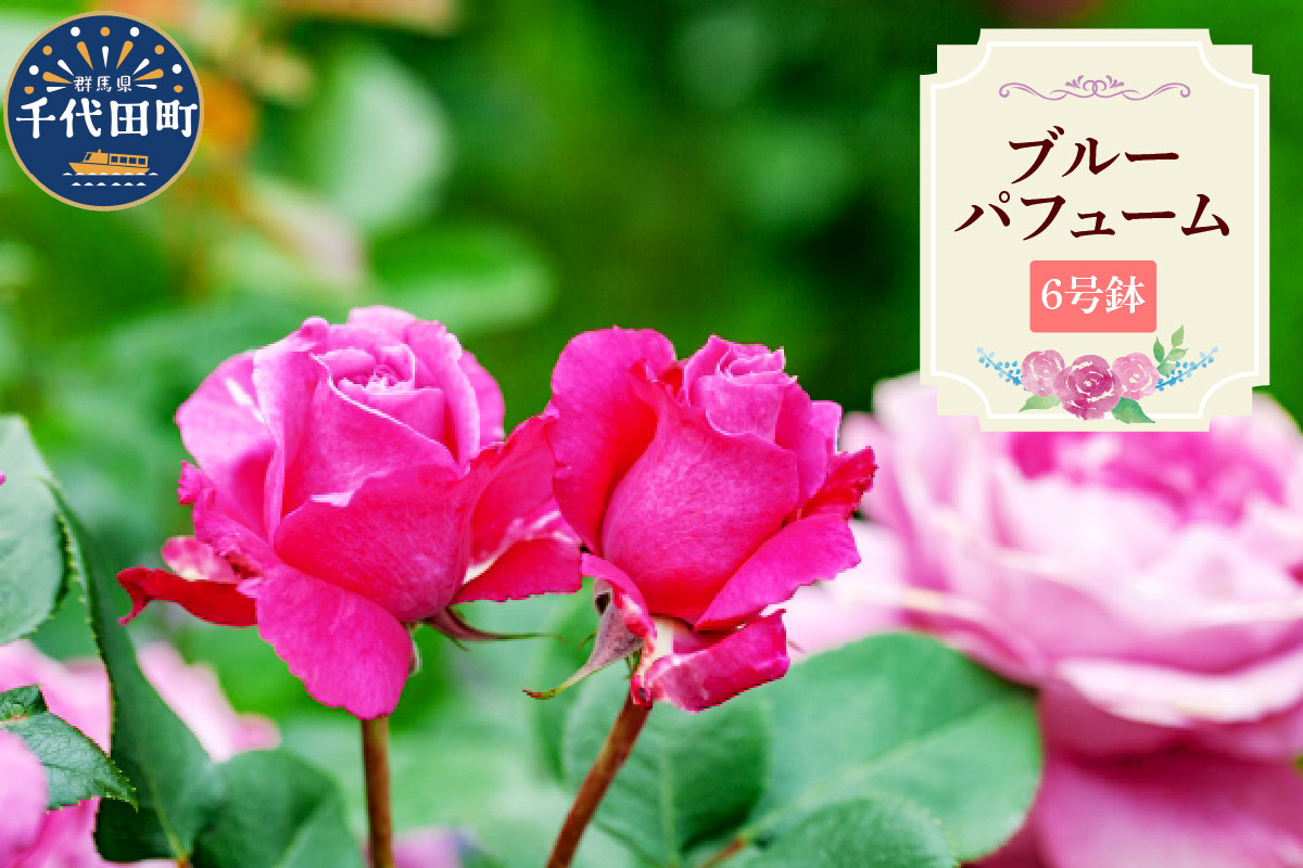 【群馬県千代田】ブルーパフューム　【バラ】　鉢植え　６号鉢　鈴木ガーデン