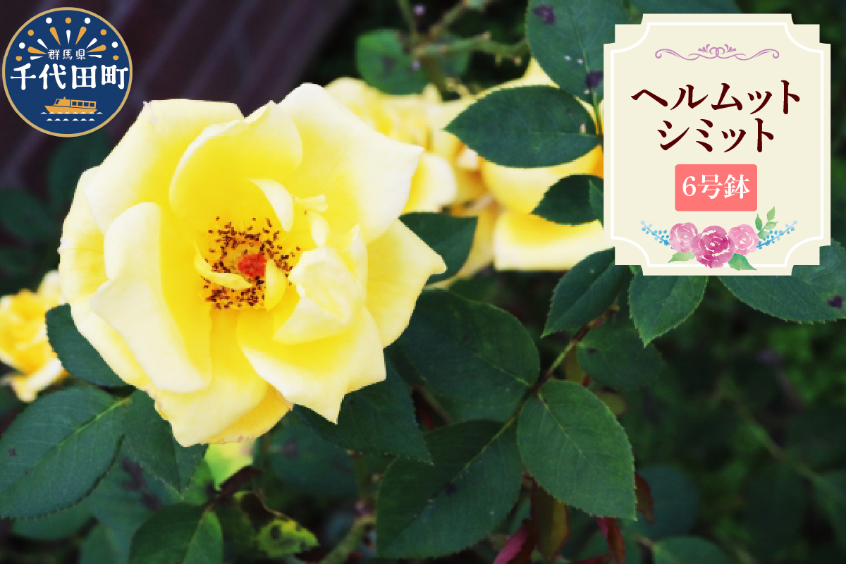 ã矀銬çå代ç°ããã«ã ããã·ããããããã©ãã颿€ããïŒå·é¢ãéŽæšã¬ãŒãã³