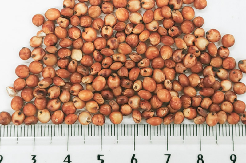 èµ€ãã€ã ãªãŒã¹ãã©ãªã¢ç£ 800gÃ1è¢ ãµã€ããŠã»ã³ãŒãã¬ãŒã·ã§ã³ 飌æ