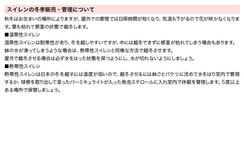 睡蓮 おまかせ温帯性品種睡蓮 色指定なし1株×2種(合計2株)