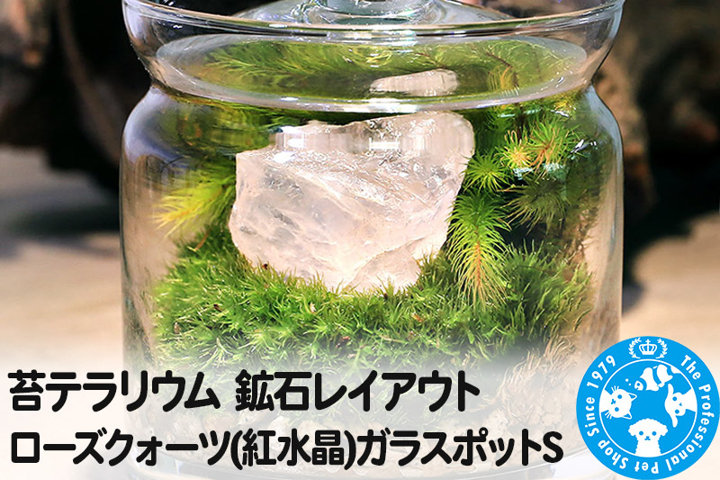 苔テラリウム 鉱石レイアウト ローズクォーツ(紅水晶)ガラスポットS 説明書付