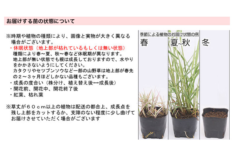 水辺植物 おまかせ後景草×5ポットセット