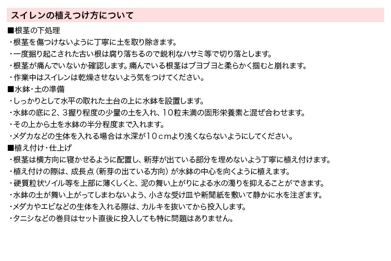 睡蓮 温帯性睡蓮 色指定なし×5ポット