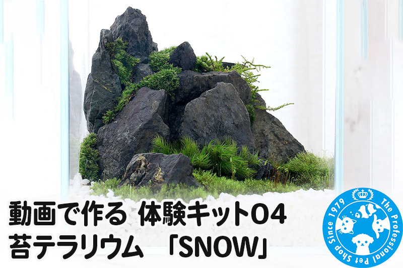 動画で作る 体験キット04 苔テラリウム 「SNOW」