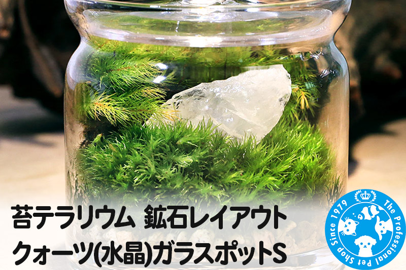 苔テラリウム 鉱石レイアウト クォーツ(水晶)ガラスポットS 説明書付