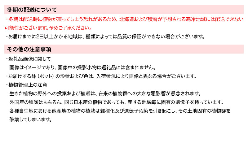 苔テラリウム 鉱石レイアウト レッドジャスパー(赤碧玉)ガラスポットS 説明書付