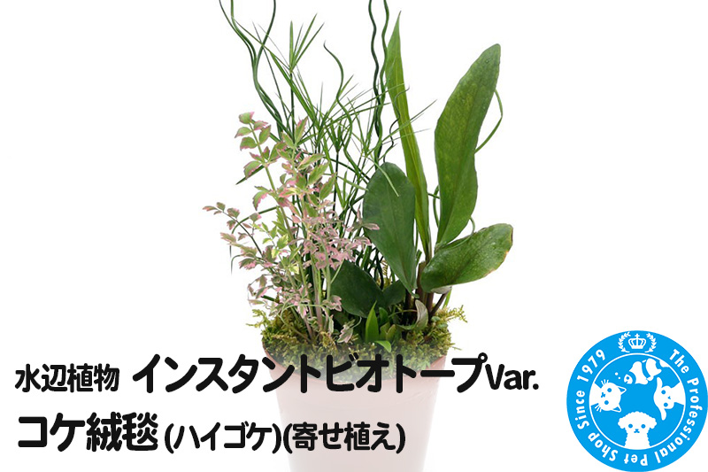 水辺植物 インスタントビオトープ Var.コケ絨毯(ハイゴケ)(寄せ植え)