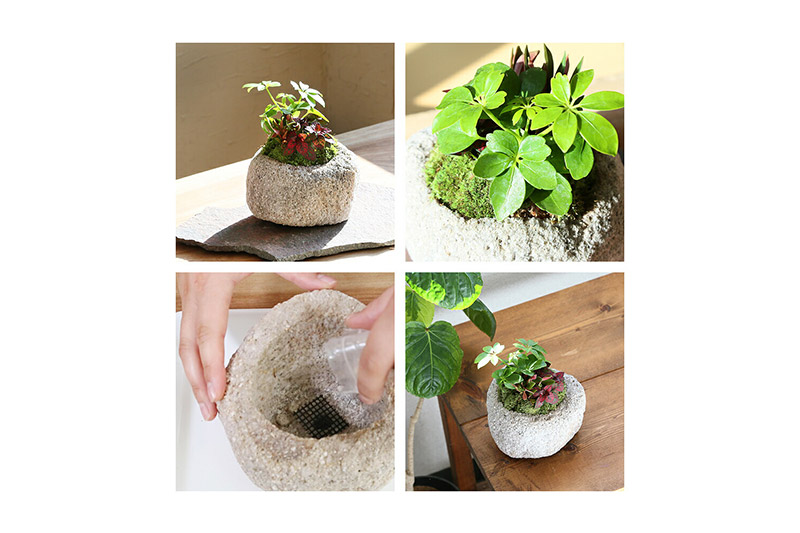 動画で作る 体験キット17 苔盆栽 抗火石鉢植え おまかせ観葉植物3種