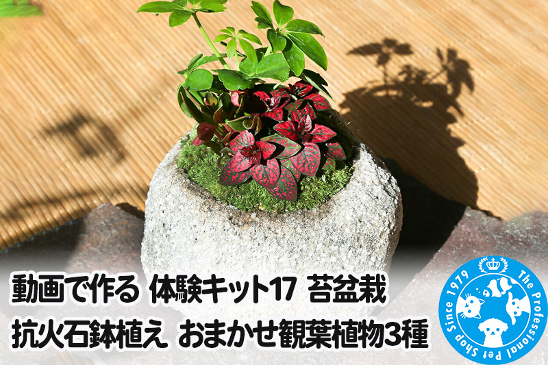 動画で作る 体験キット17 苔盆栽 抗火石鉢植え おまかせ観葉植物3種