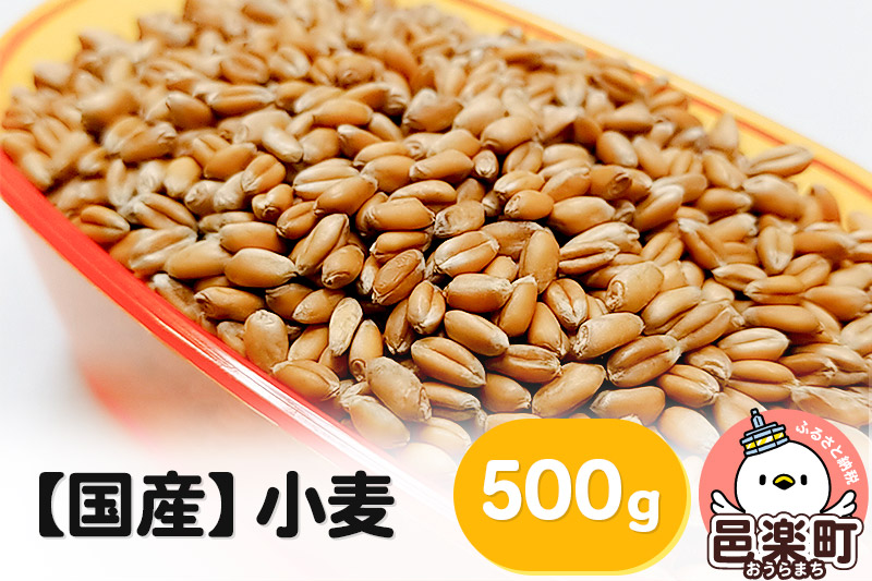 【国産】小麦 500g×1袋 サイトウ・コーポレーション 飼料