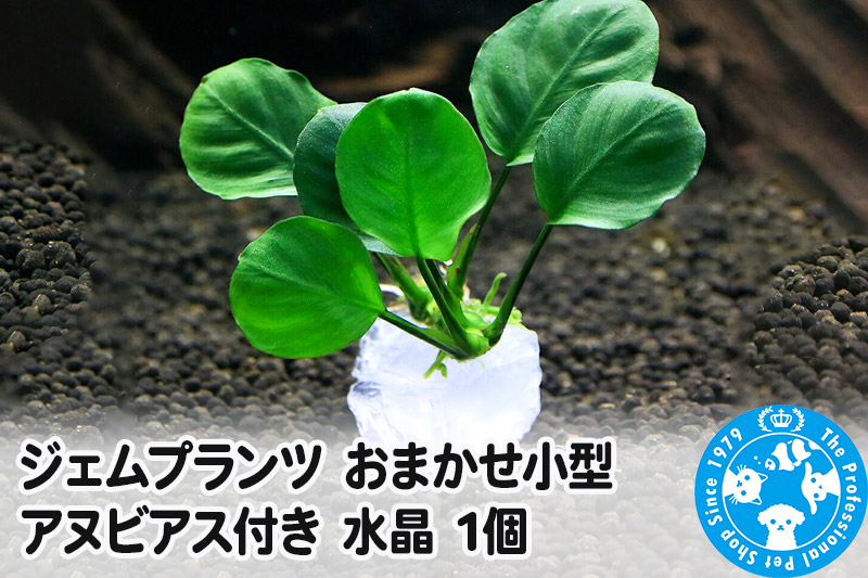 ジェムプランツ おまかせ小型アヌビアス付き 水晶 1個