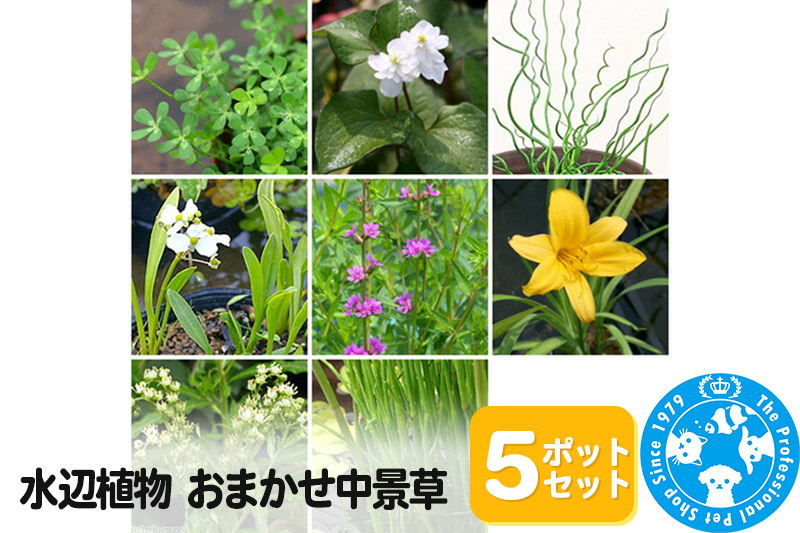 水辺植物 おまかせ中景草×5ポットセット