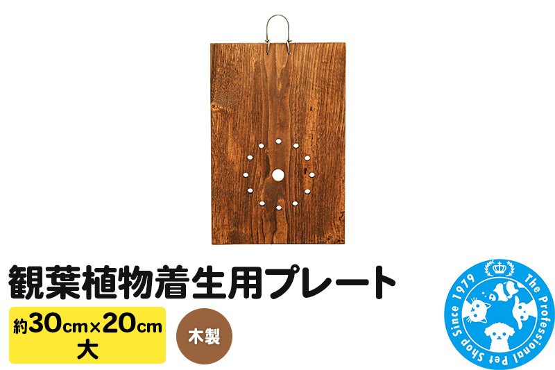 観葉植物着生用プレート 木製 大(約30×20cm) 1枚 コウモリラン ビカクシダ