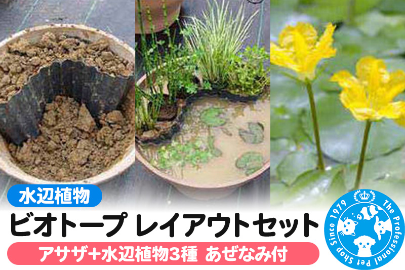 水辺植物 ビオトープレイアウトセット（アサザ+水辺植物3種 あぜなみ付）