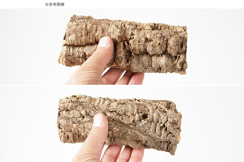 形状お任せ 筒型コルク SSサイズ 長さ15cm エアプランツ 着生植物 [株式会社チャーム charm コルク樹皮 バックパネル ビバリウム 養生植物]